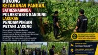 Dukung Ketahanan Pangan, Satresnarkoba Polrestabes Bandung Lakukan Pendampingan Petani Jagung