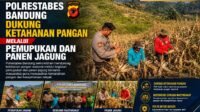 Polrestabes Bandung Dukung Ketahanan Pangan Melalui Pemupukan dan Panen Jagung