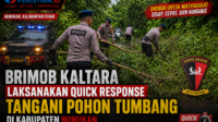 Brimob Kaltara Laksanakan Quick Response Tangani Pohon Tumbang di Kabupaten Nunukan