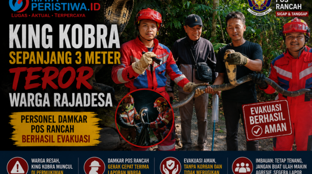 King Kobra Sepanjang 3 Meter Teror Warga Rajadesa, Personel Damkar Pos Rancah Berhasil Evakuasi